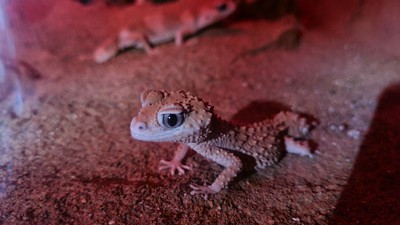 Noctalis-Gecko