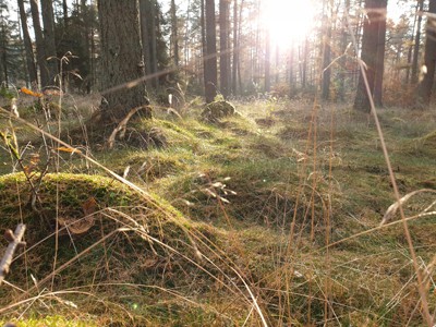 Segeberger-Forst-Wald
