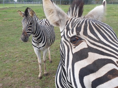 Tierpark-Krüzen-Zebra